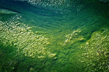 Учёные разработают рекомендации по борьбе с водорослями в Чёрном море